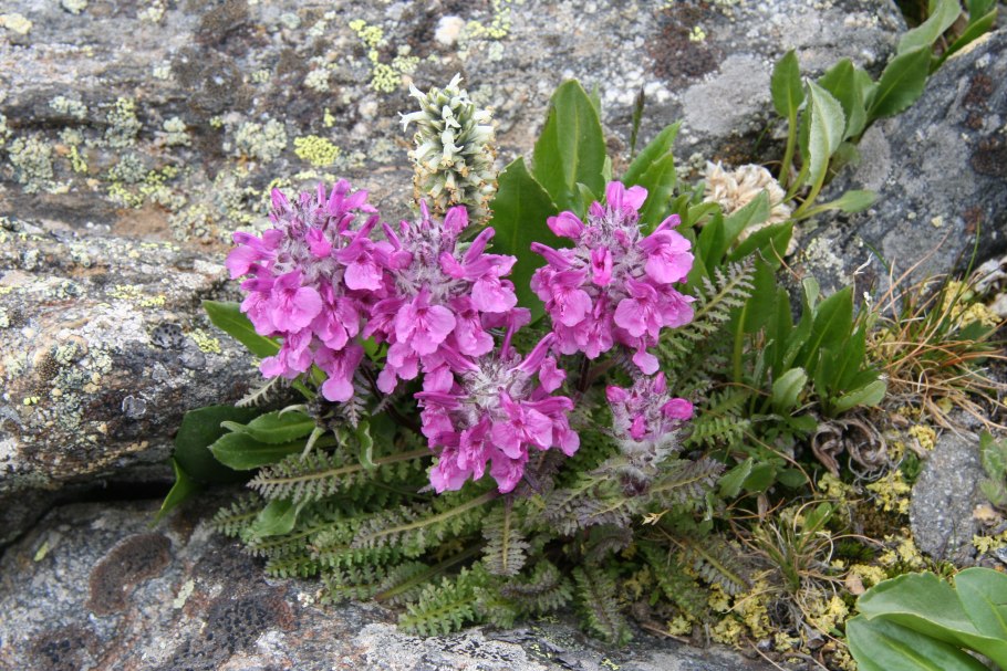 Мытник болотный (Pedicularis palustris l.)