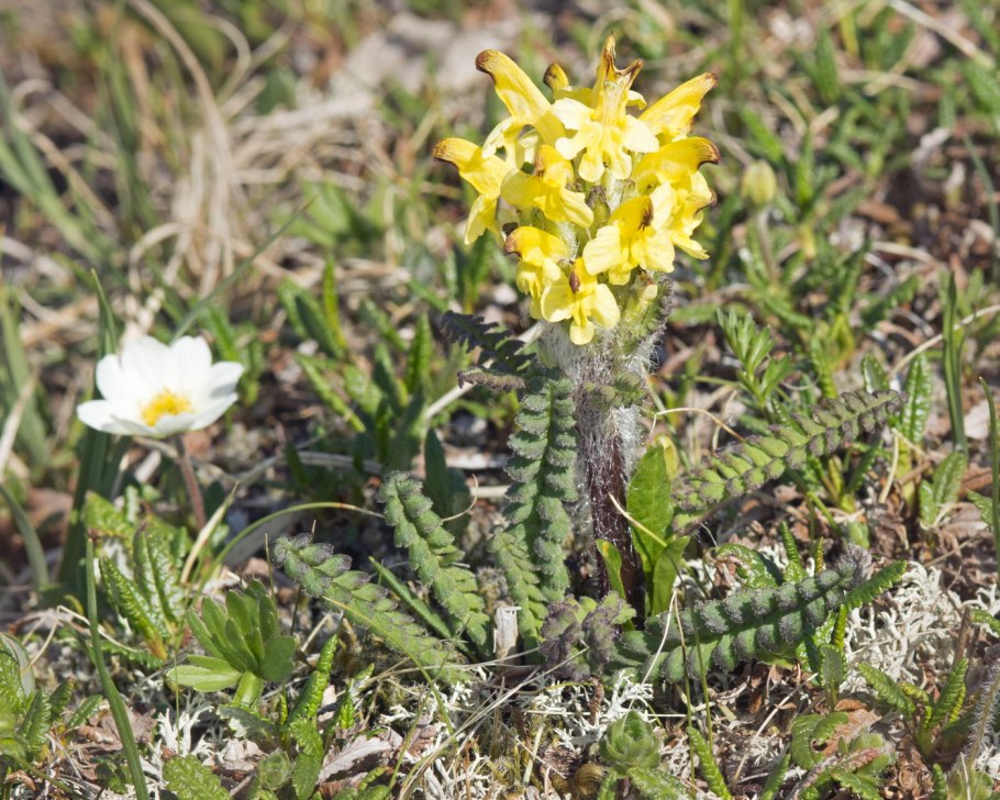 Pedicularis crassirostris