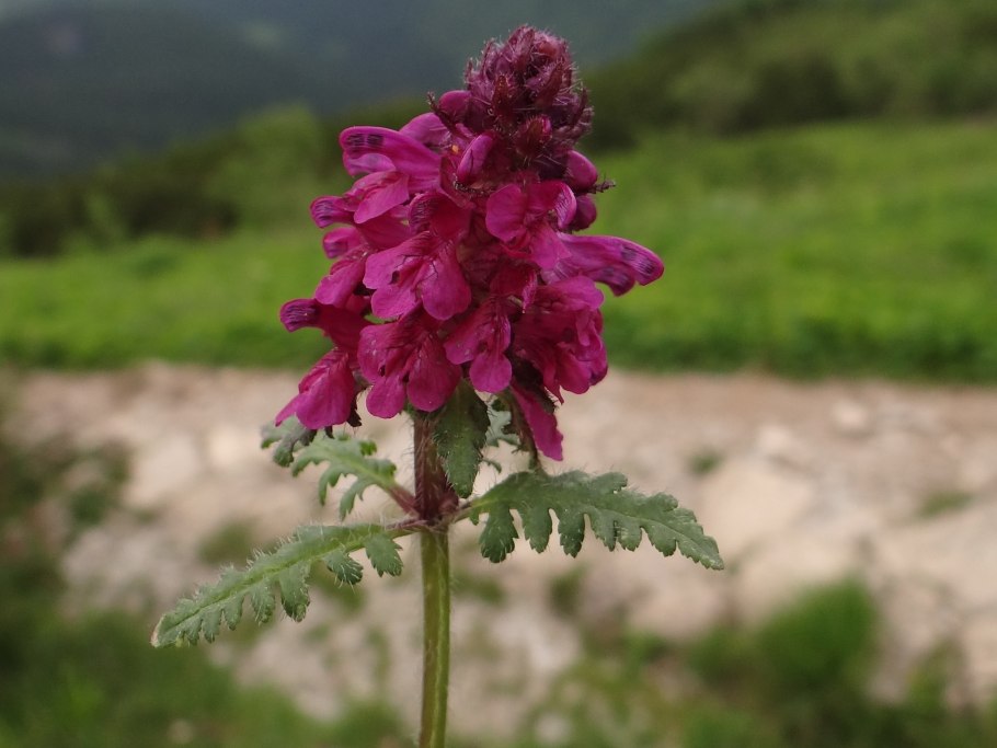 Мытник болотный (Pedicularis palustris l.)