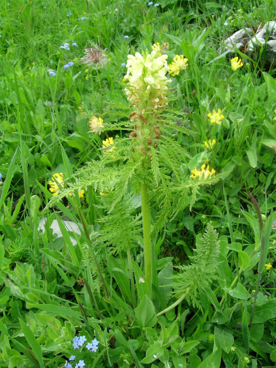 Мытник это в истории