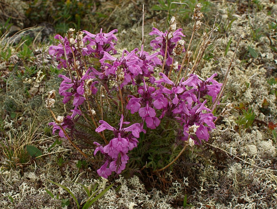 Astragalus physocalyx