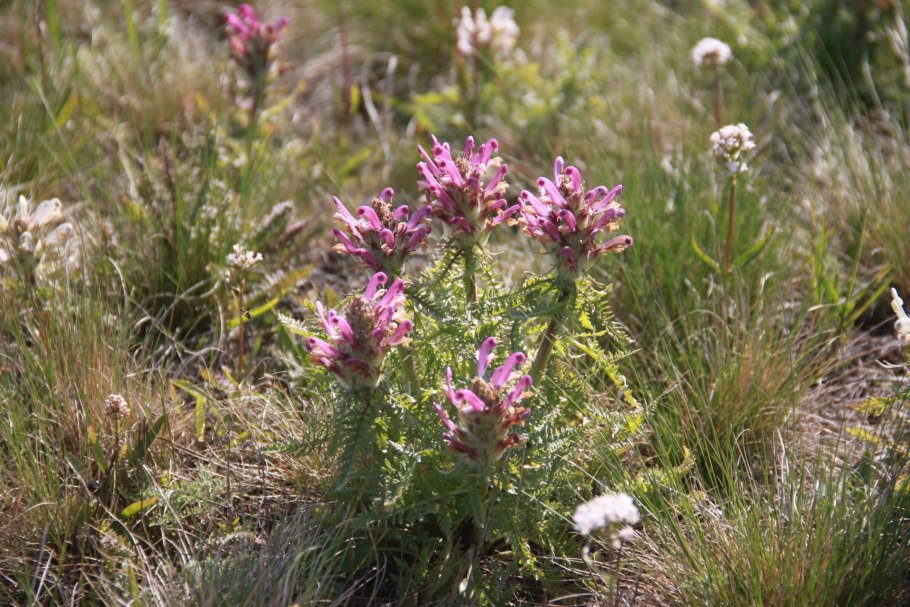 Мытник перевернутый растение