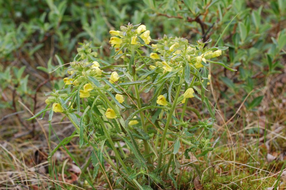 Pedicularis labradorica