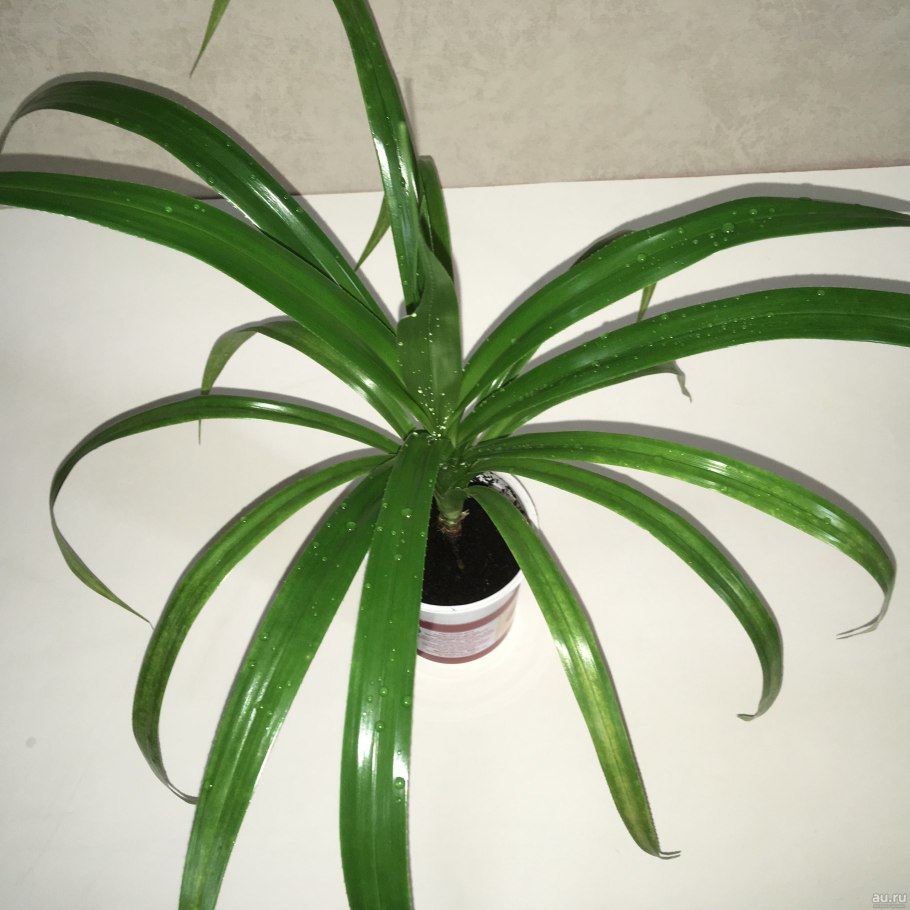 Комнатный цветок с длинными листьями