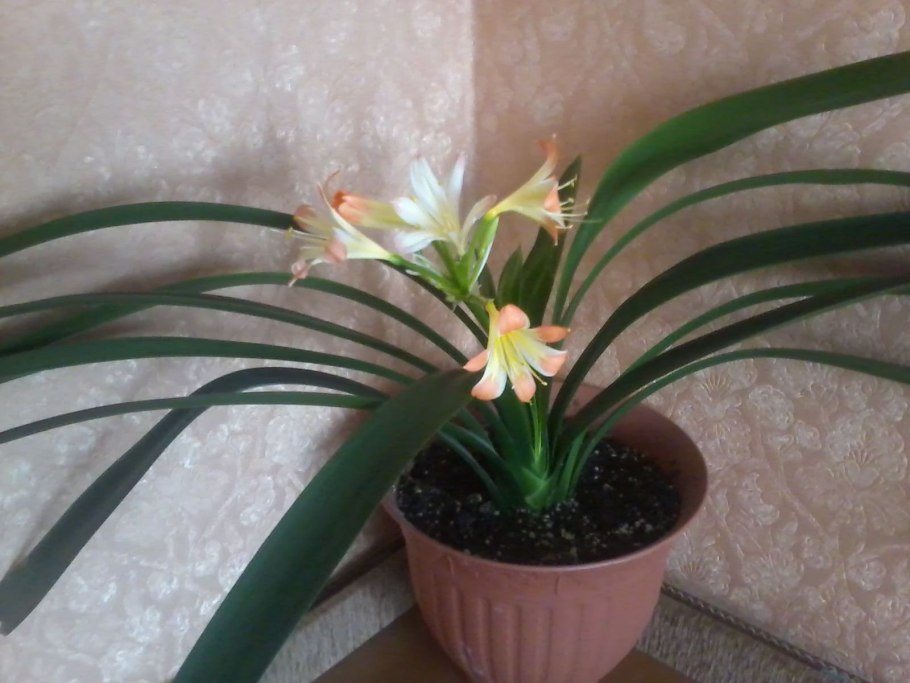 Хлорофитум vittatum