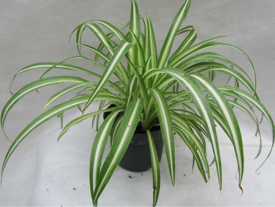 Пальма винтовая панданус Вейча