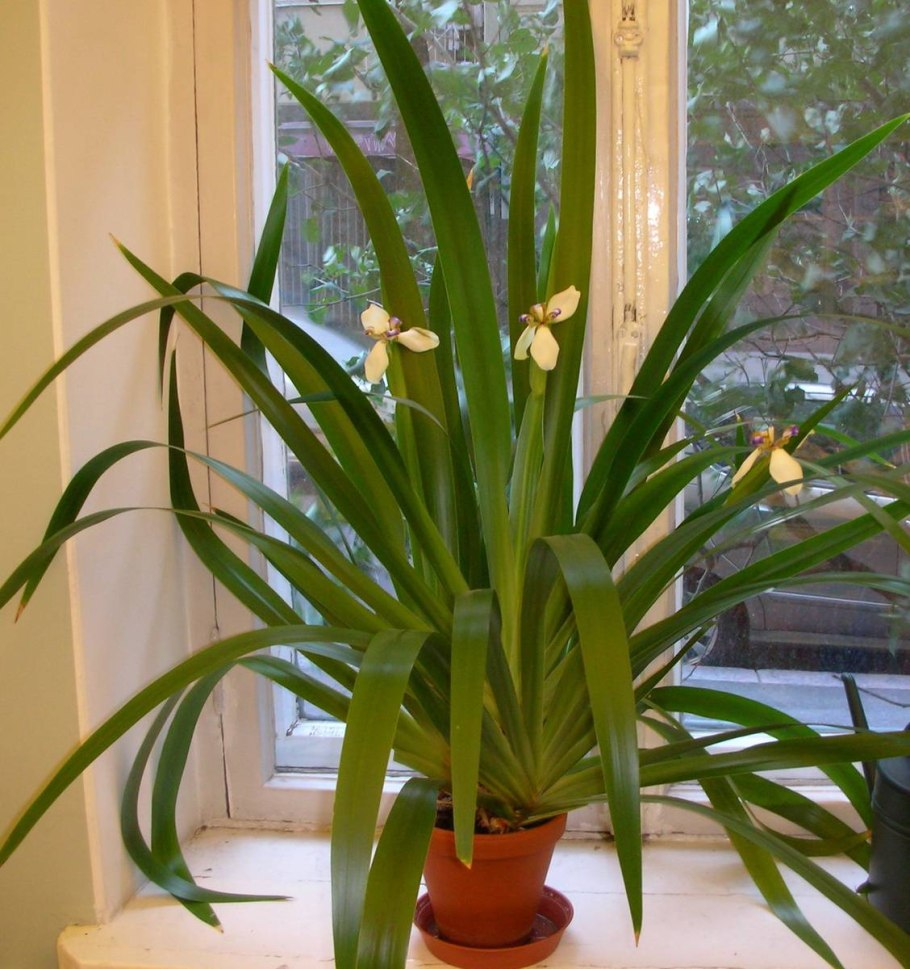 Фикус длиннолистный