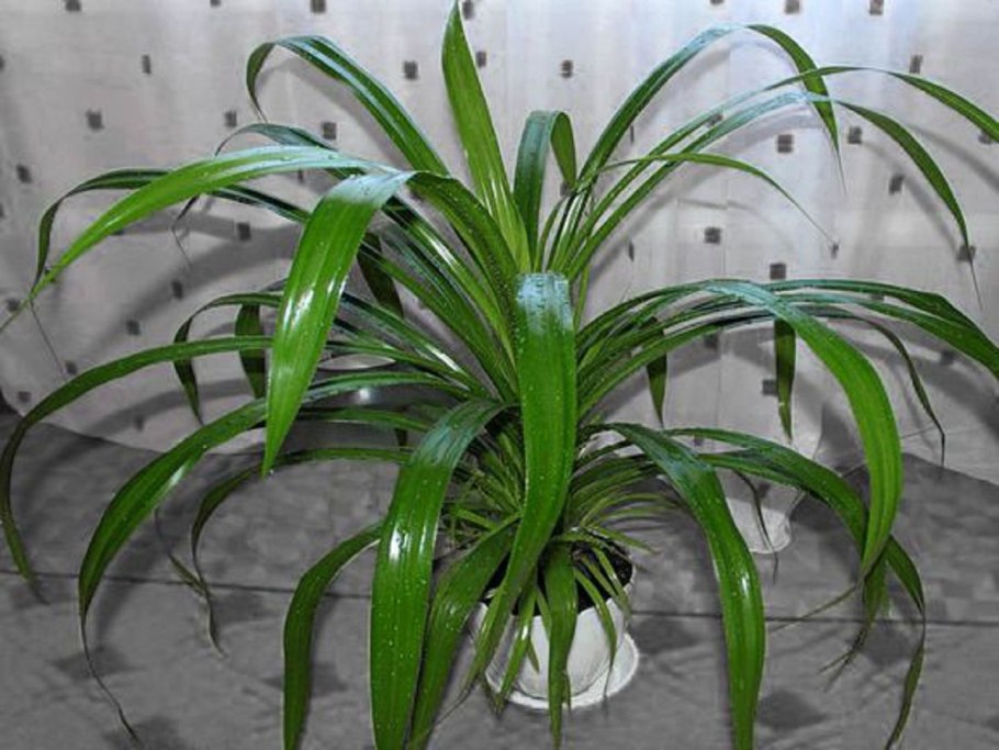 Хлорофитум хохлатый Chlorophytum comosum