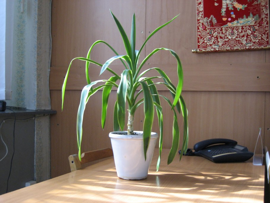 Панданус винтовая Пальма