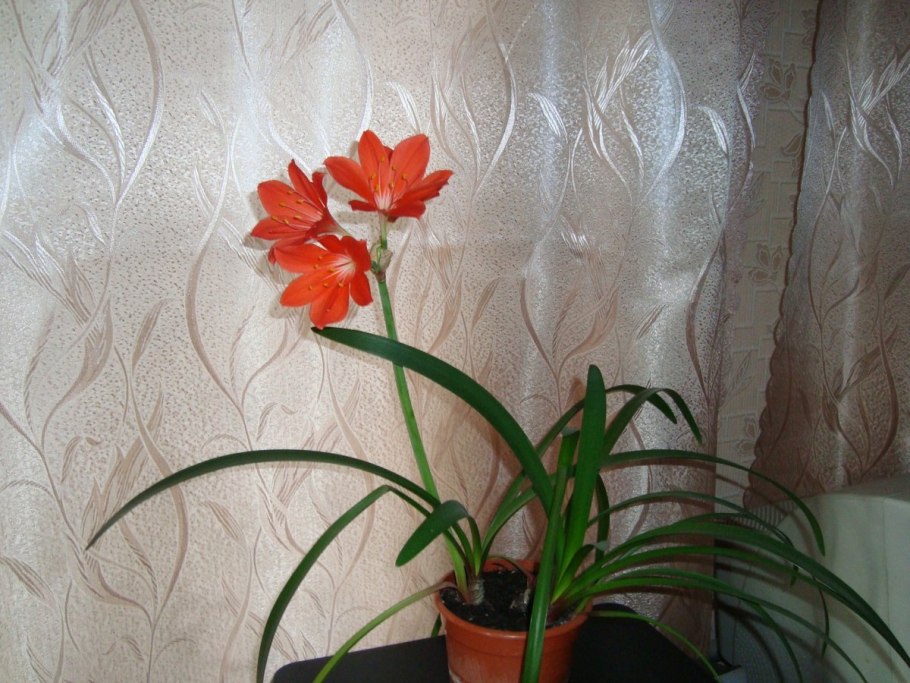 Цветок с длинными широкими листьями