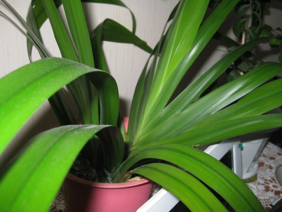Хлорофитум хохлатый Chlorophytum comosum
