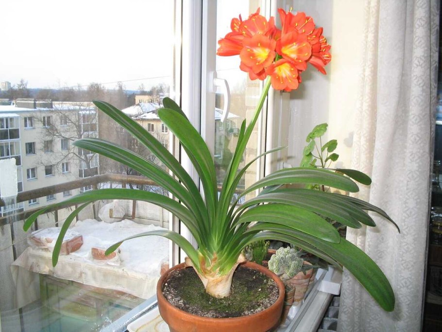Хлорофитум Капский Chlorophytum