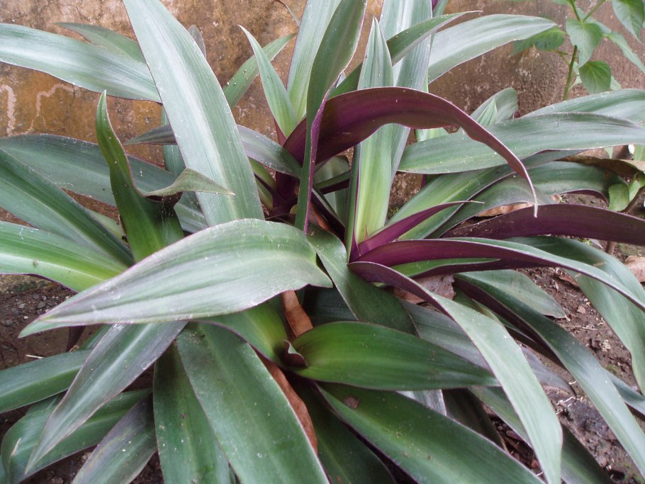 Хлорофитум зеленый белыми прожилками