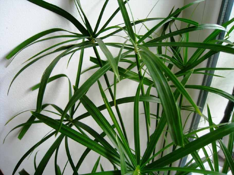 Юкка, Драцена Кордилина