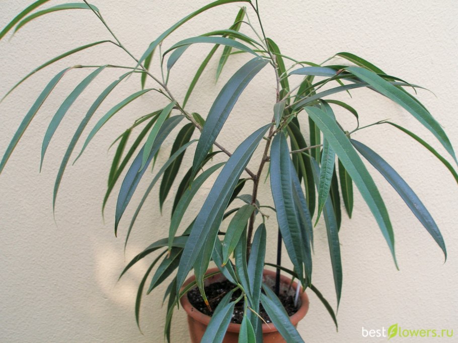 Драцена с широкими листьями