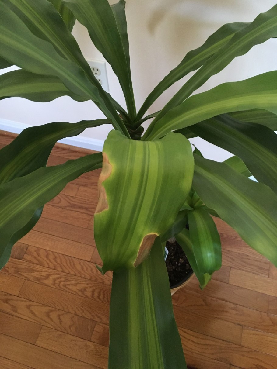 Растения с длинными ремневидными листьями