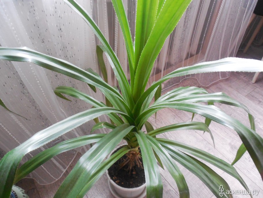 Комнатное растение с длинными листьями
