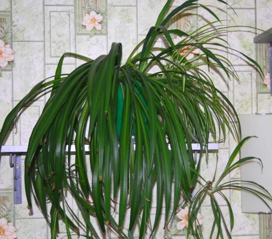 Хлорофитум панданус