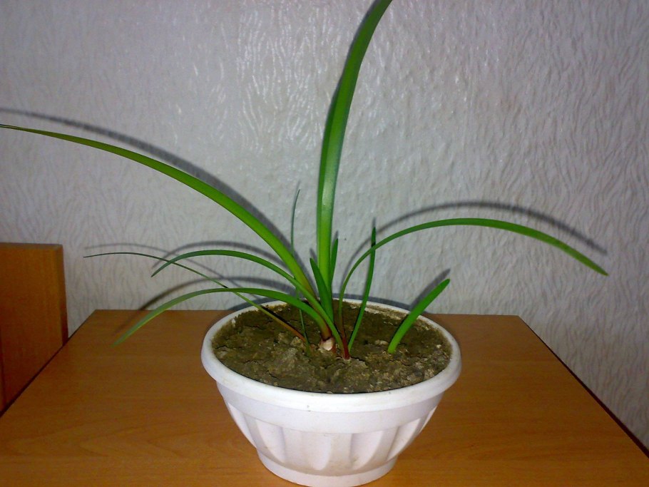 Драцена традесканция