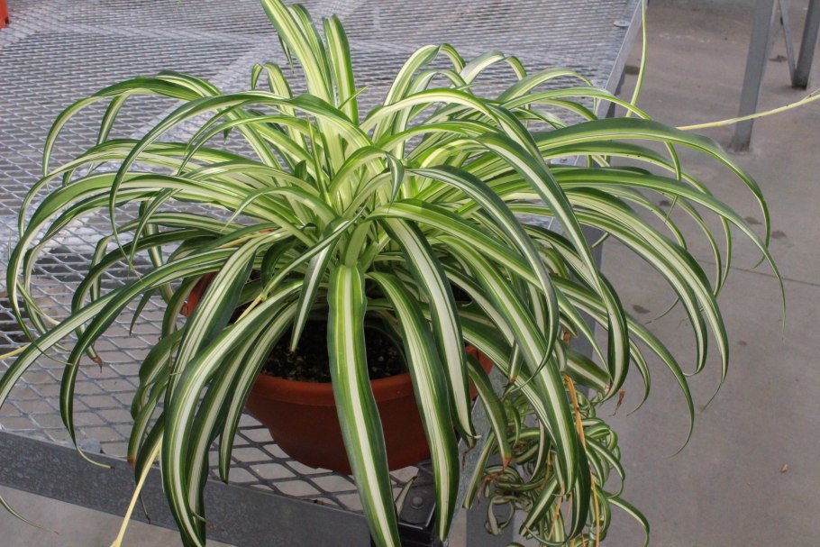 Амариллис Валотта