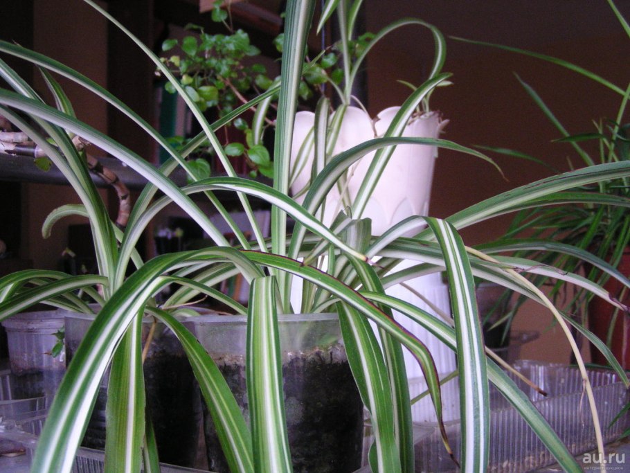 Фикус биннендийка