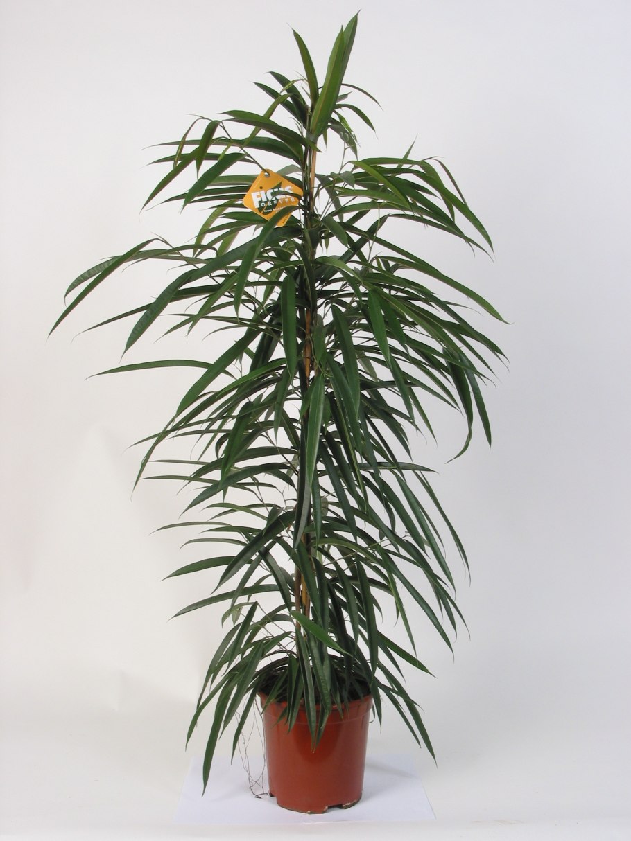 Хлорофитум панданус