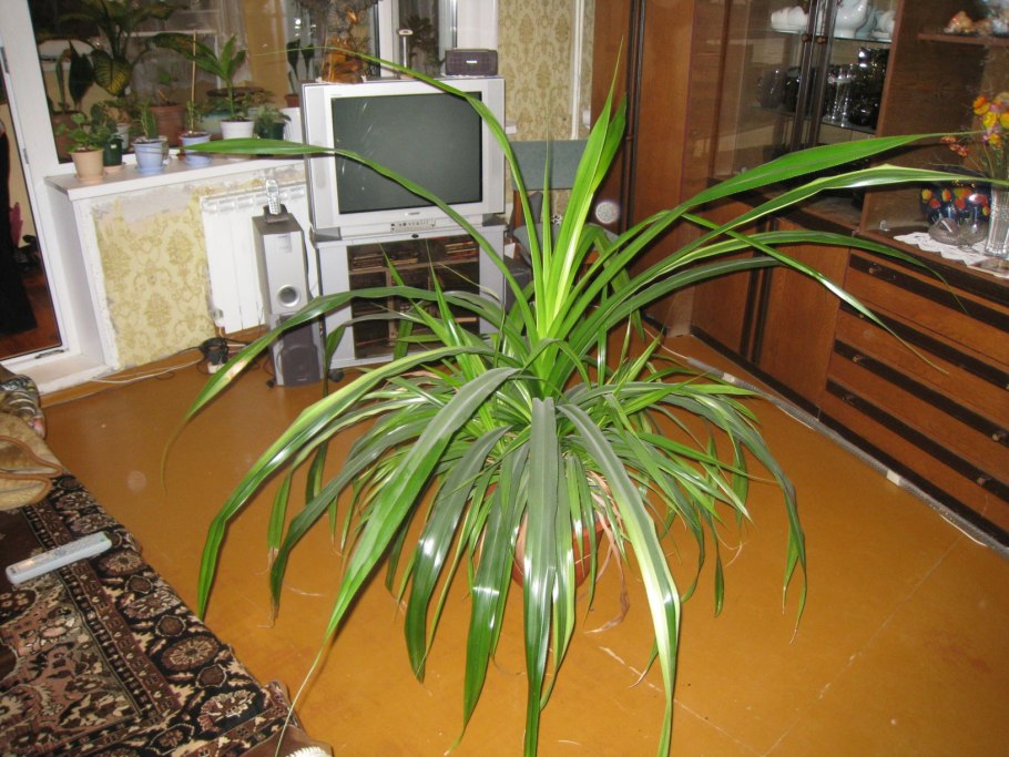 Валотта комнатное растение