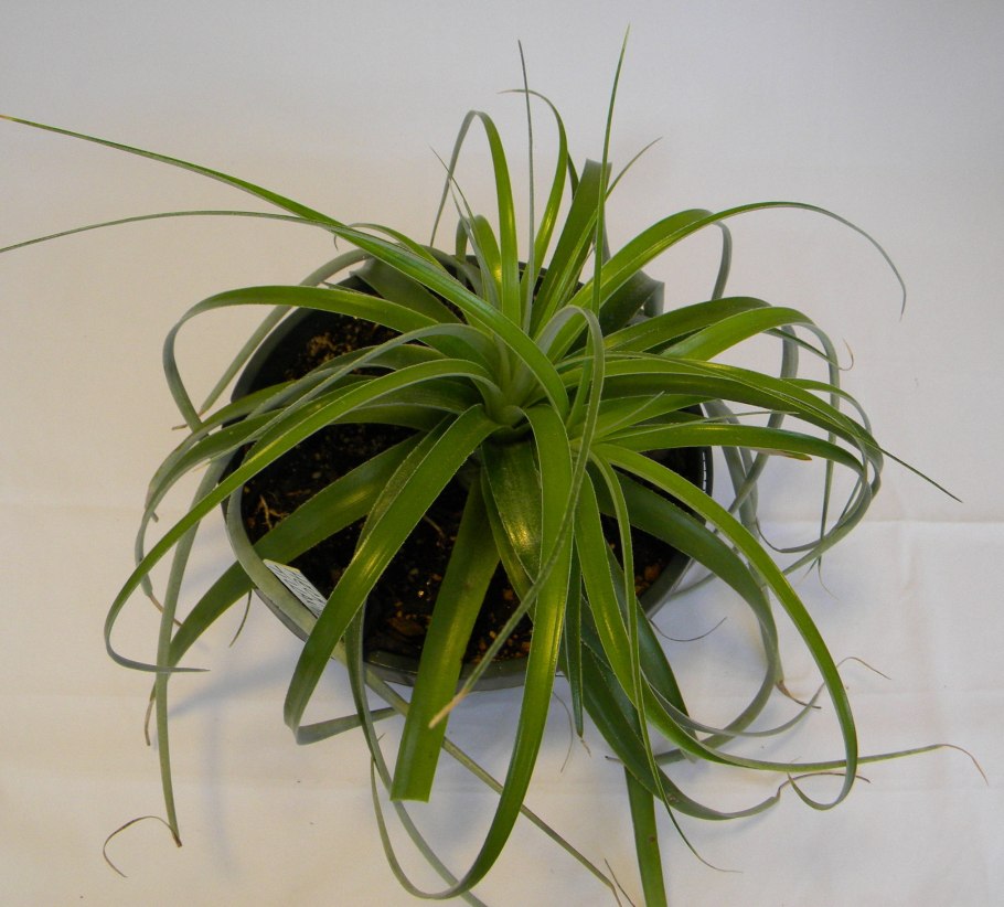 Хлорофитум Комосум Вариегата