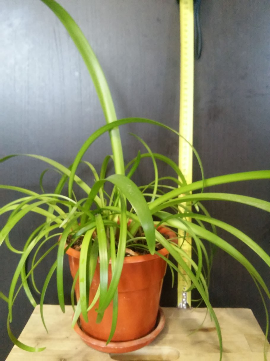 Хлорофитум цветок полосатый