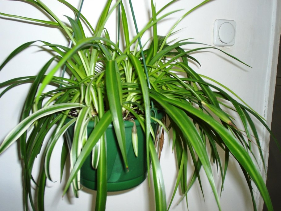 Пальма винтовая панданус Вейча