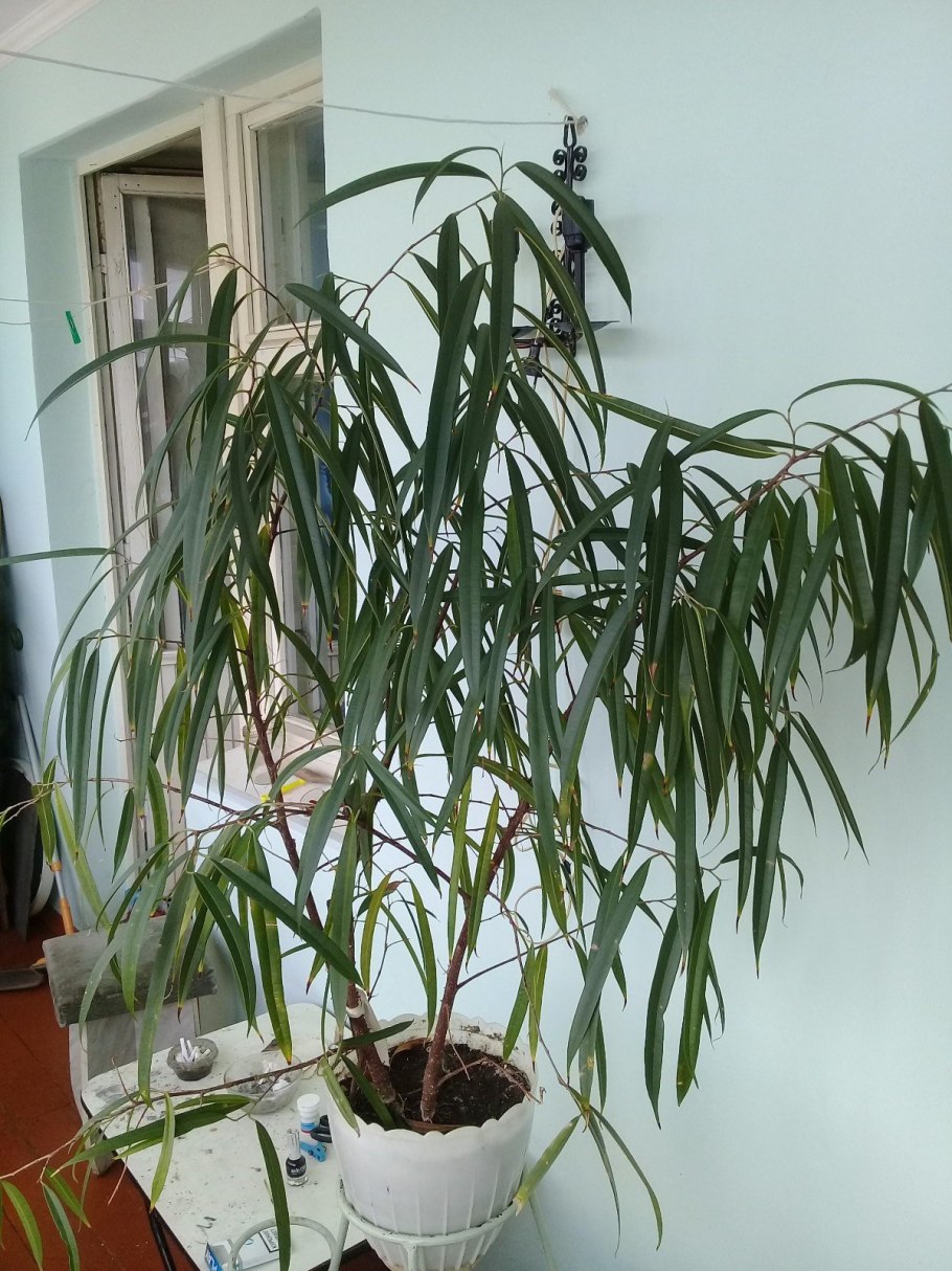 Хлорофитум Осока