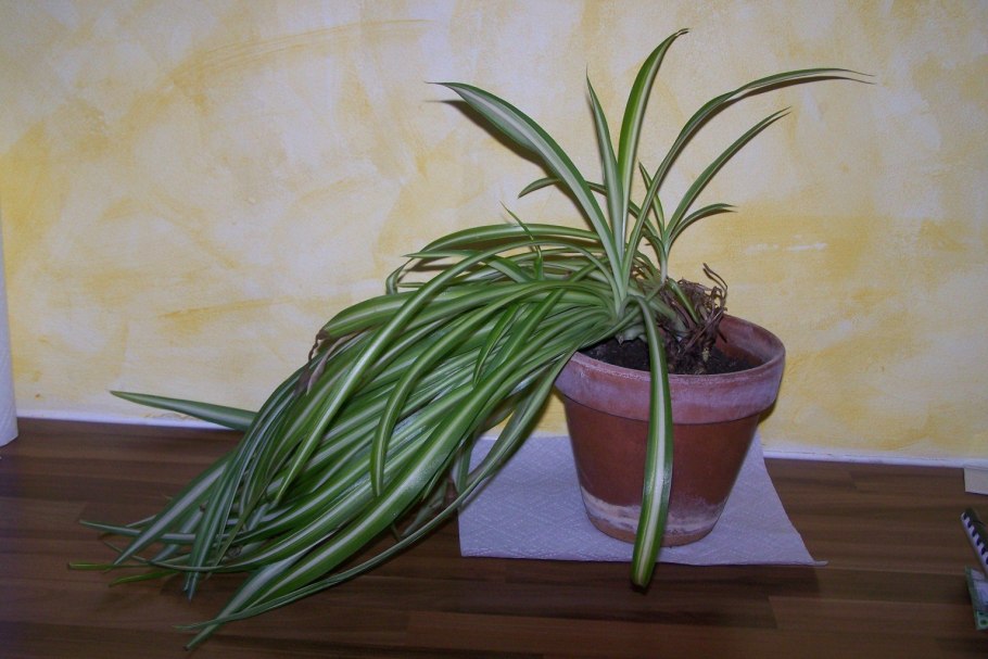 Пальма винтовая панданус Вейча