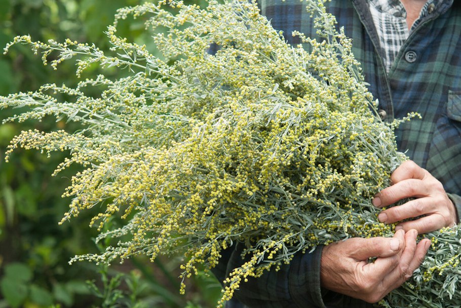 Полынь горькая (Artemísia absínthium).