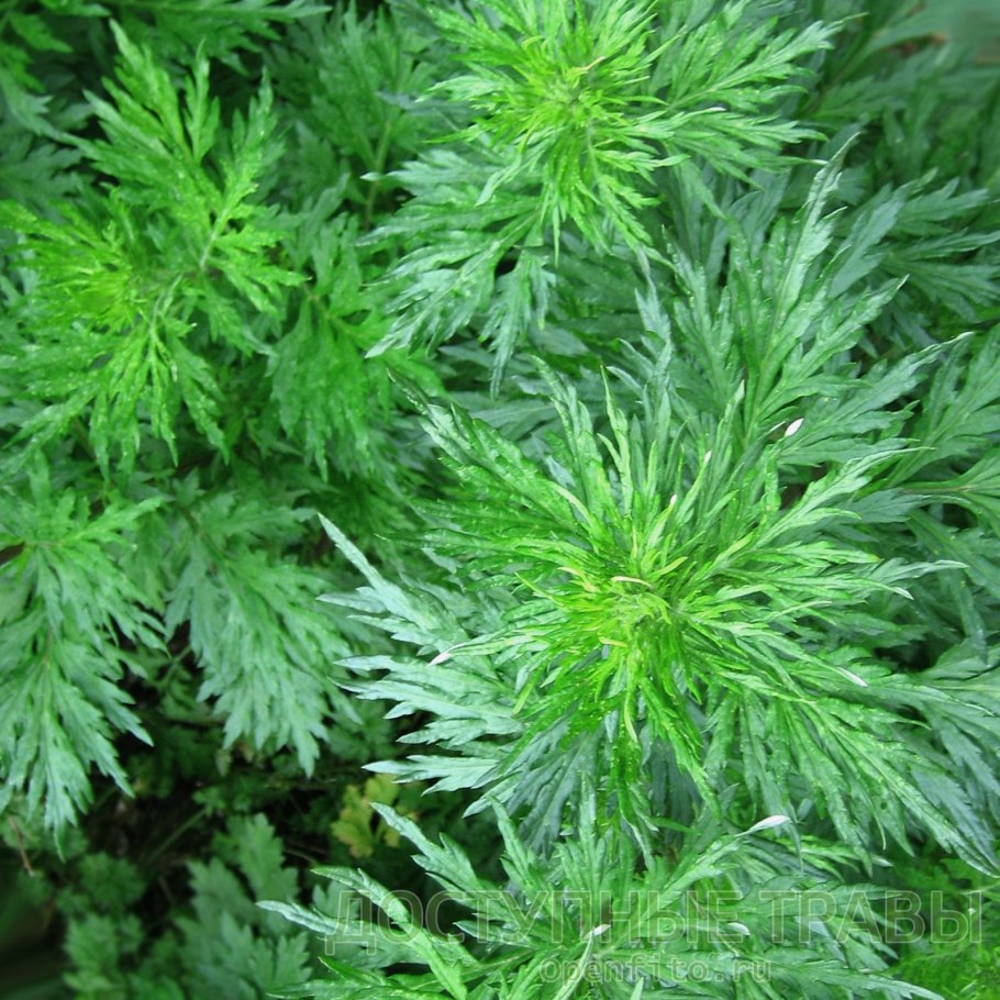 Полынь Artemisia absinthium