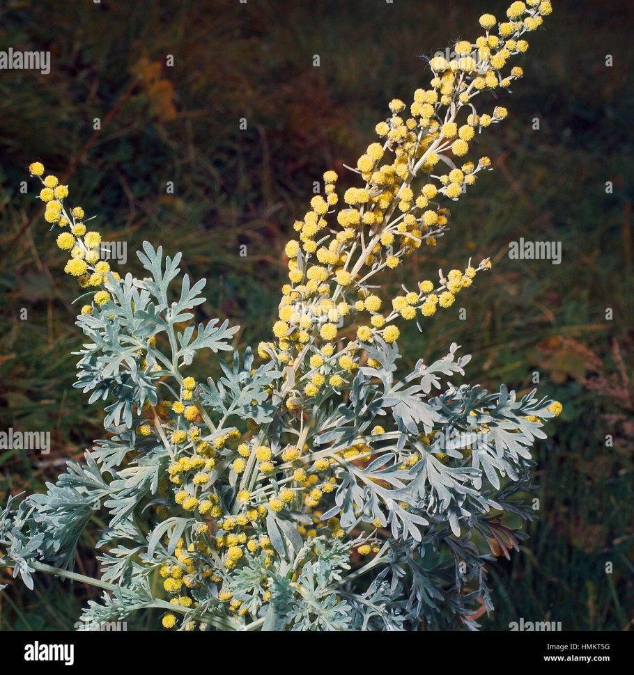 Полынь горькая чернобыльник