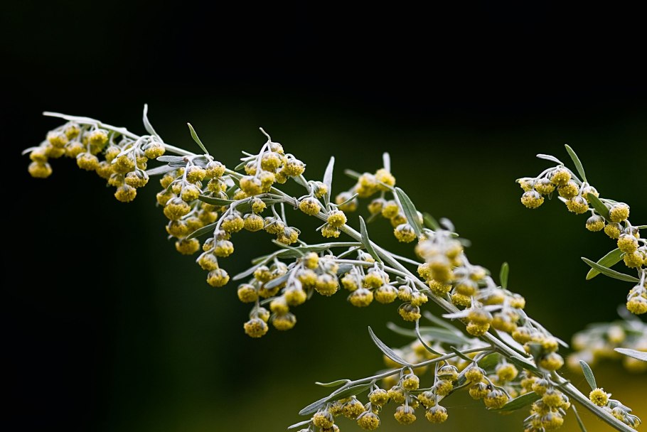 Полынь обыкновенная