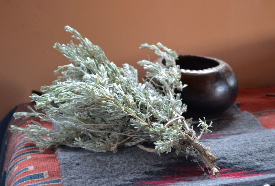 Полынь горькая (Artemisia absinthium)