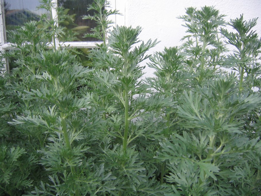 Полынь трехзубчатая (Artemisia tridentata)