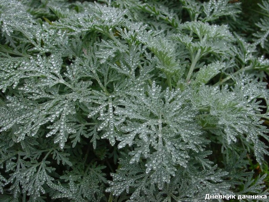 Полынь обыкновенная (Artemisia vulgaris)