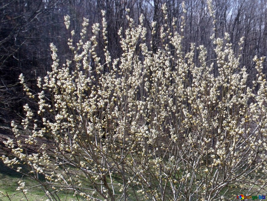 Голова дерево