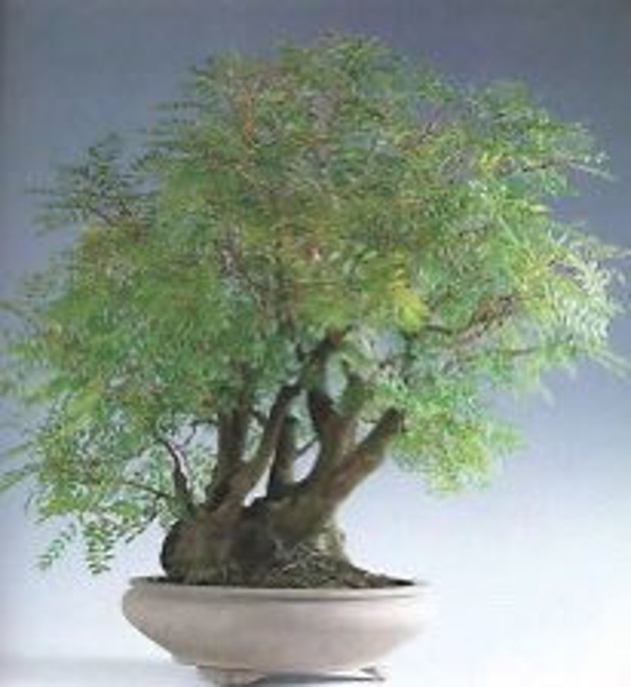 Горчичное дерево с талантами