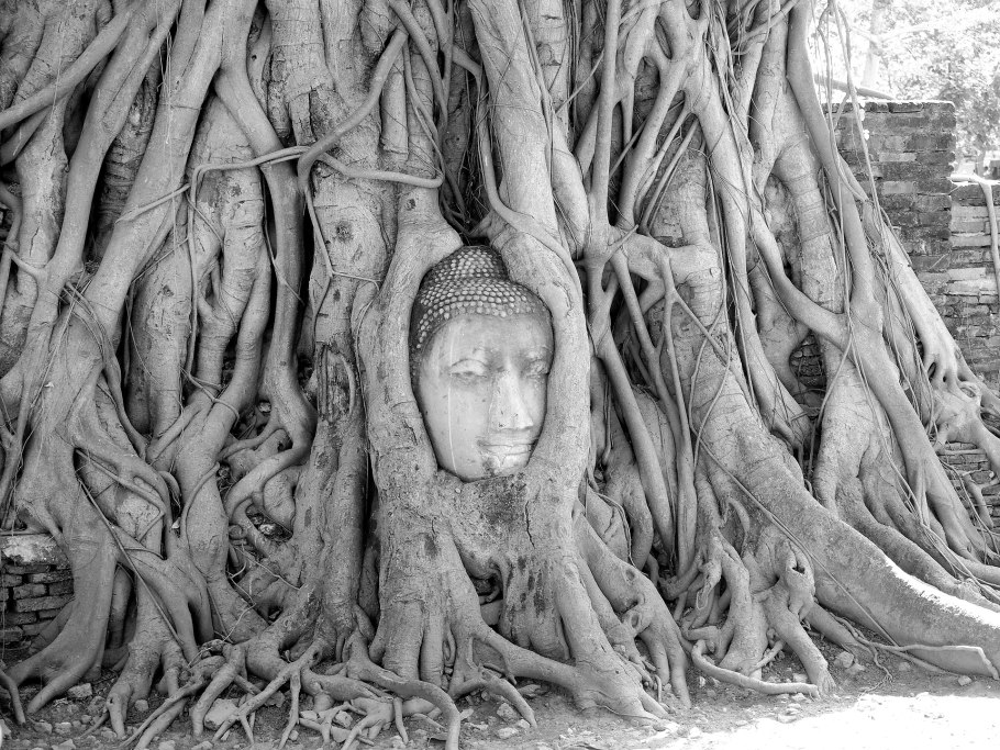 Кустарник Ива Верба