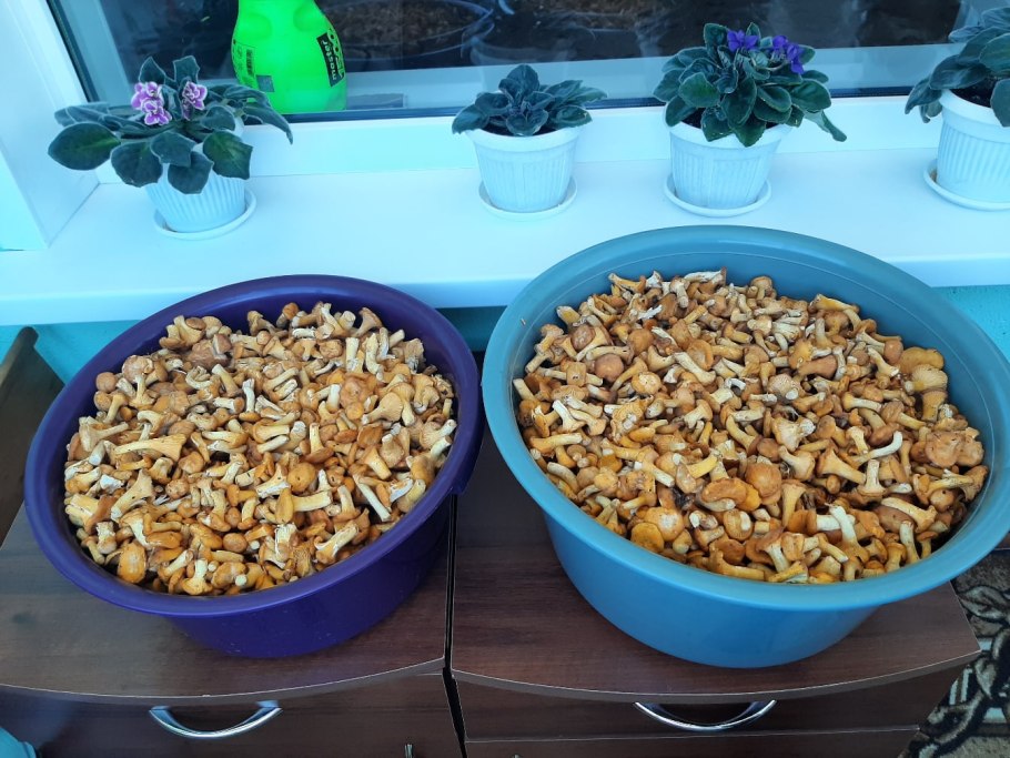 Грибы в Хакасии 2021