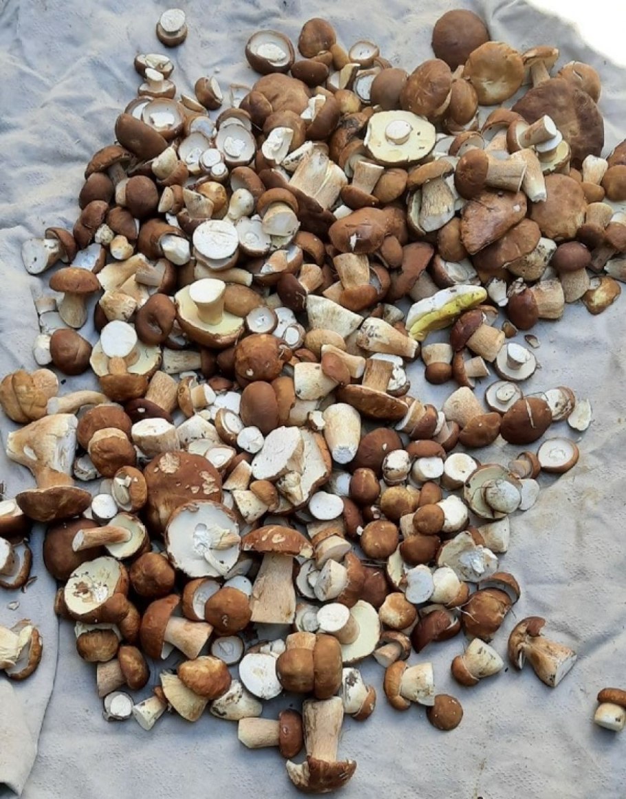 Грибы пошли