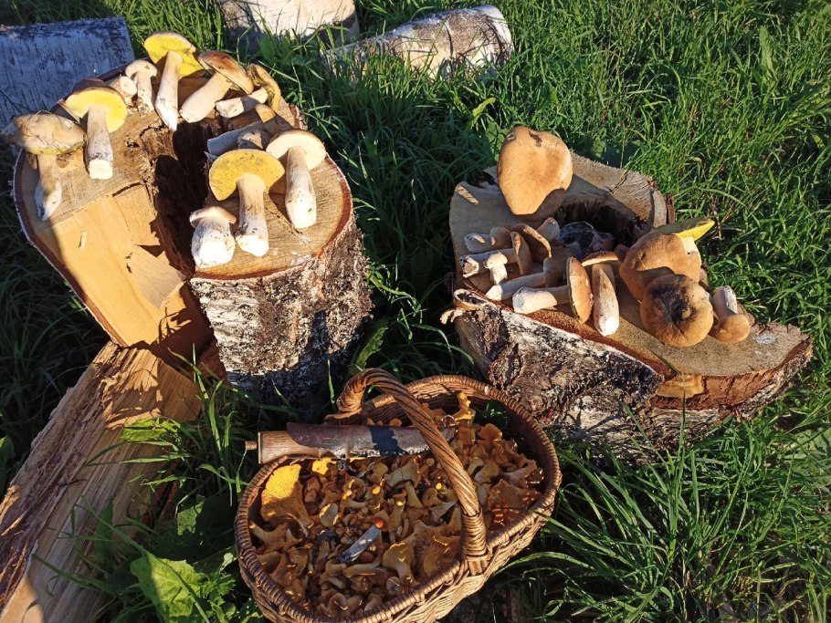 Самые грибные места Кировской обл.