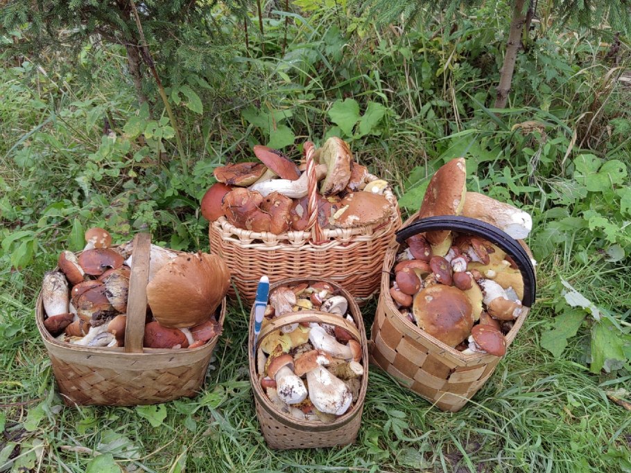 Грибы Иркутской области