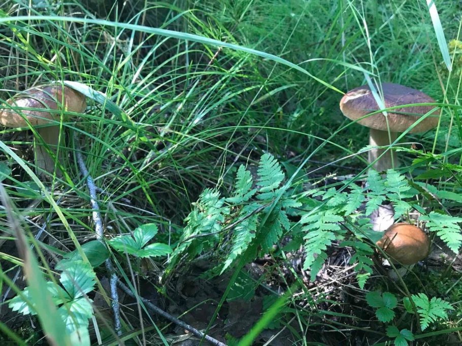 Грибная карта Подмосковья 2022