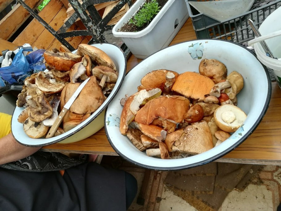 Сбор грибов на Камчатке