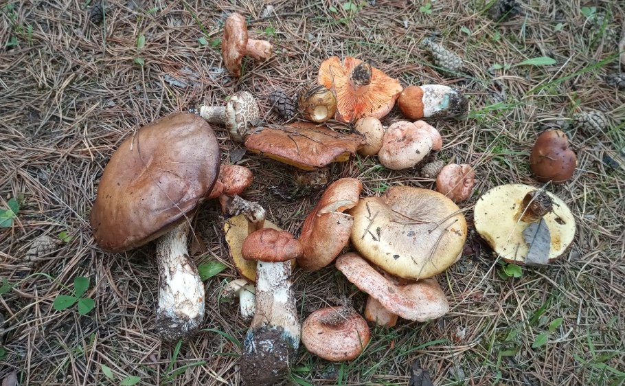 Опята в Челябинской области