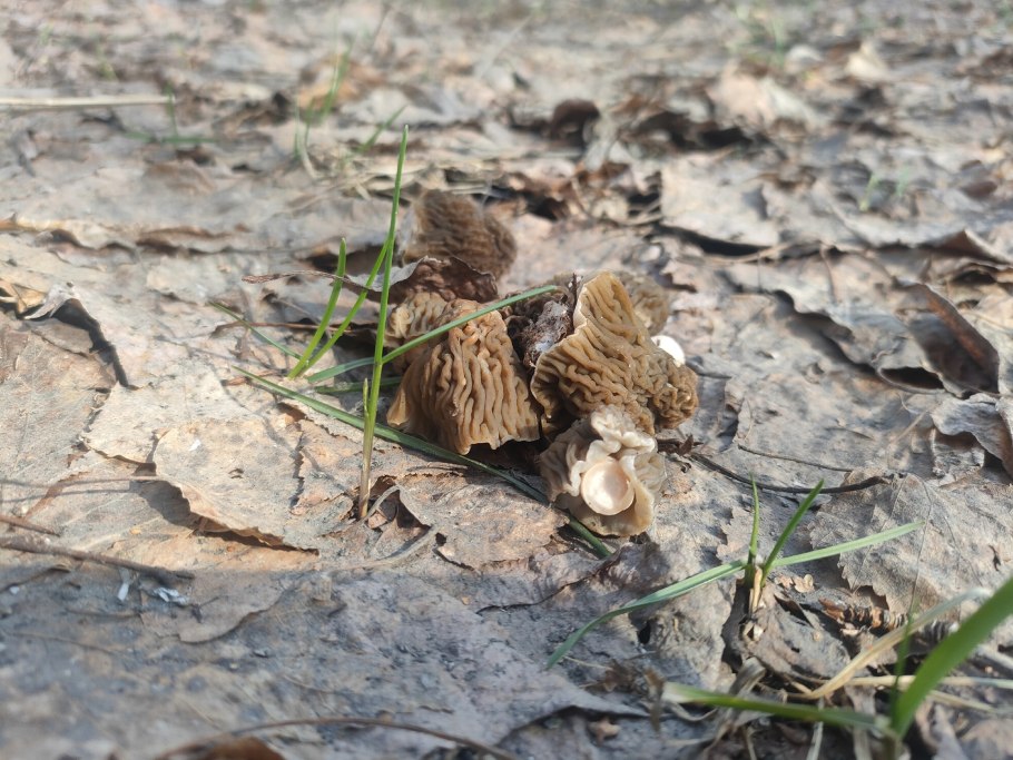 Грибные места в Подмосковье 2021